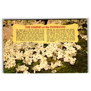 Dogwood Blossom Legend Postcard Mirro-Krome H.S. Crocker Flowers Nature